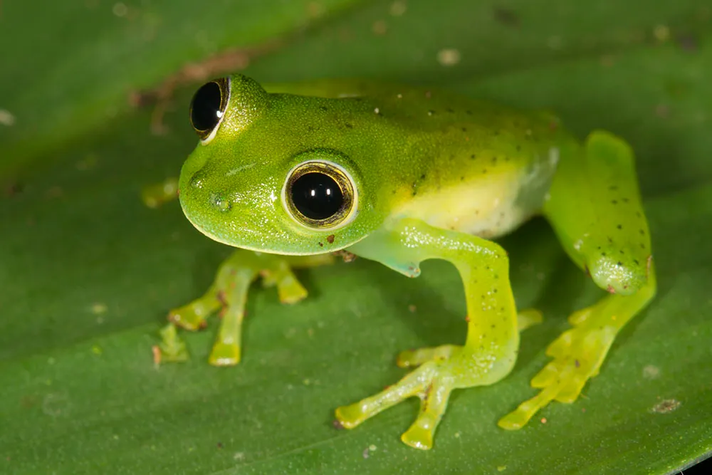 Emerald Glass Frog