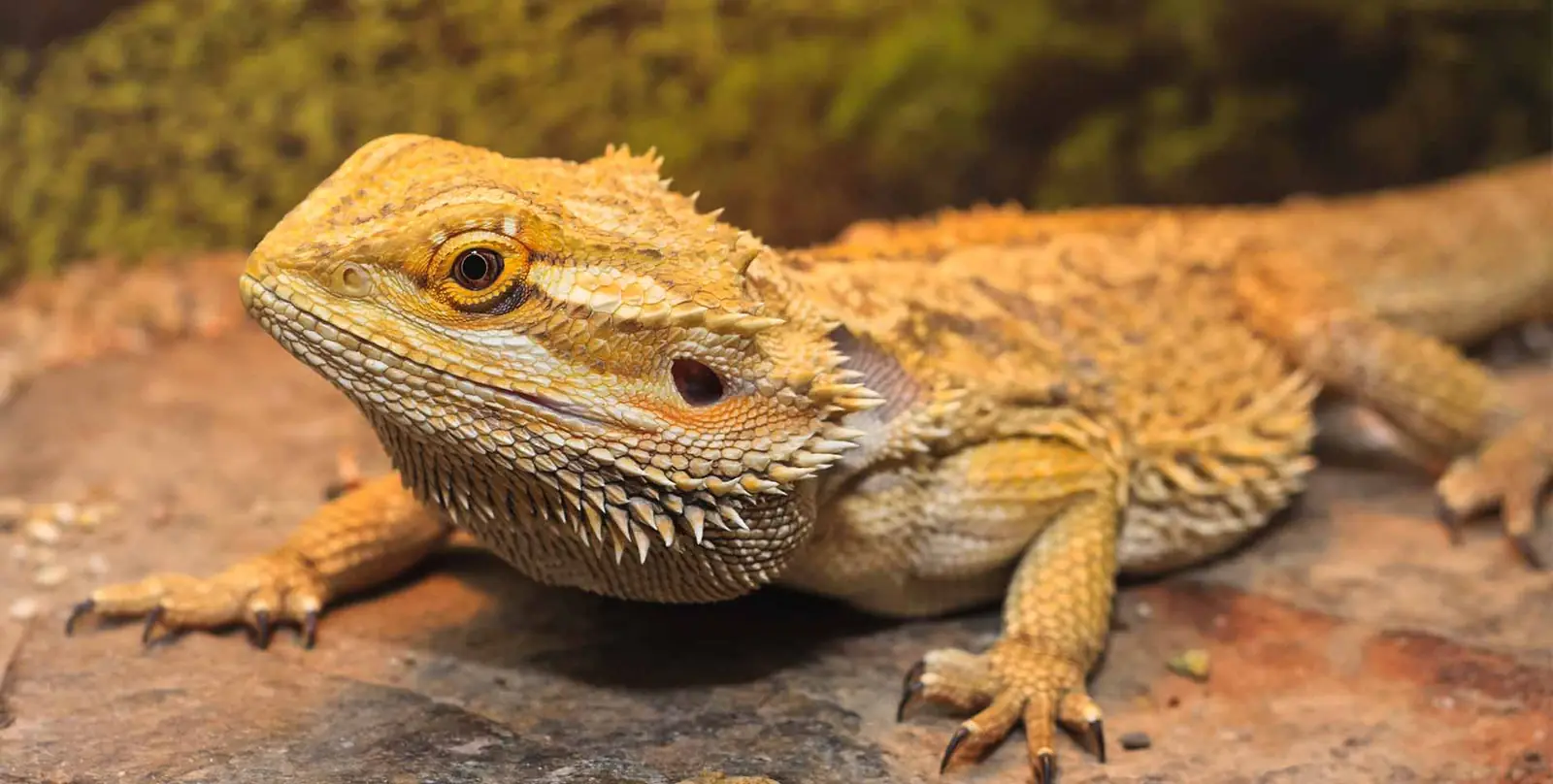 Lizards