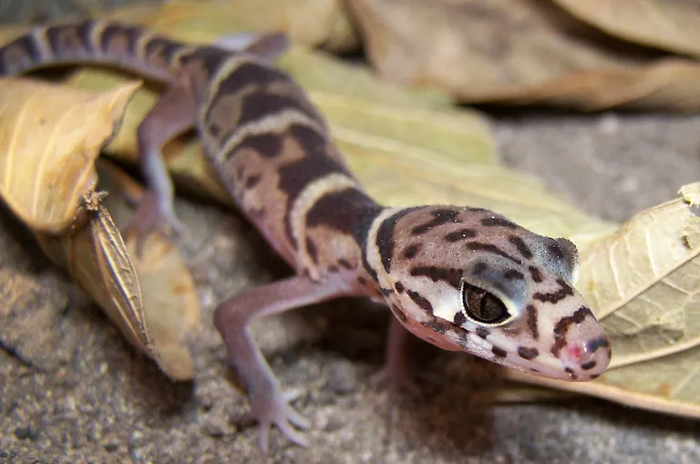 Central American Banded Gecko