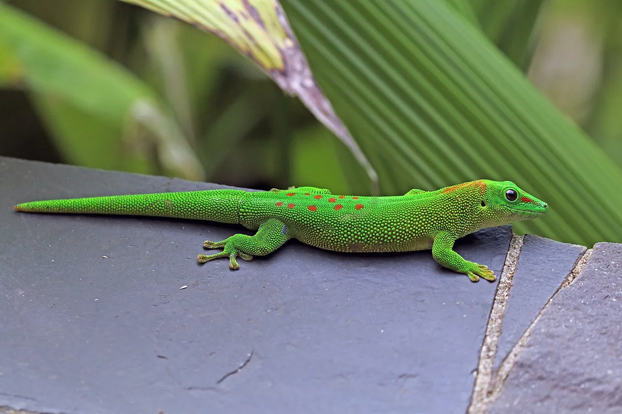 Giant Day Gecko