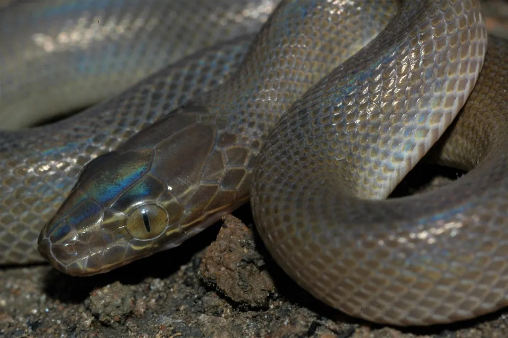 African House Snake