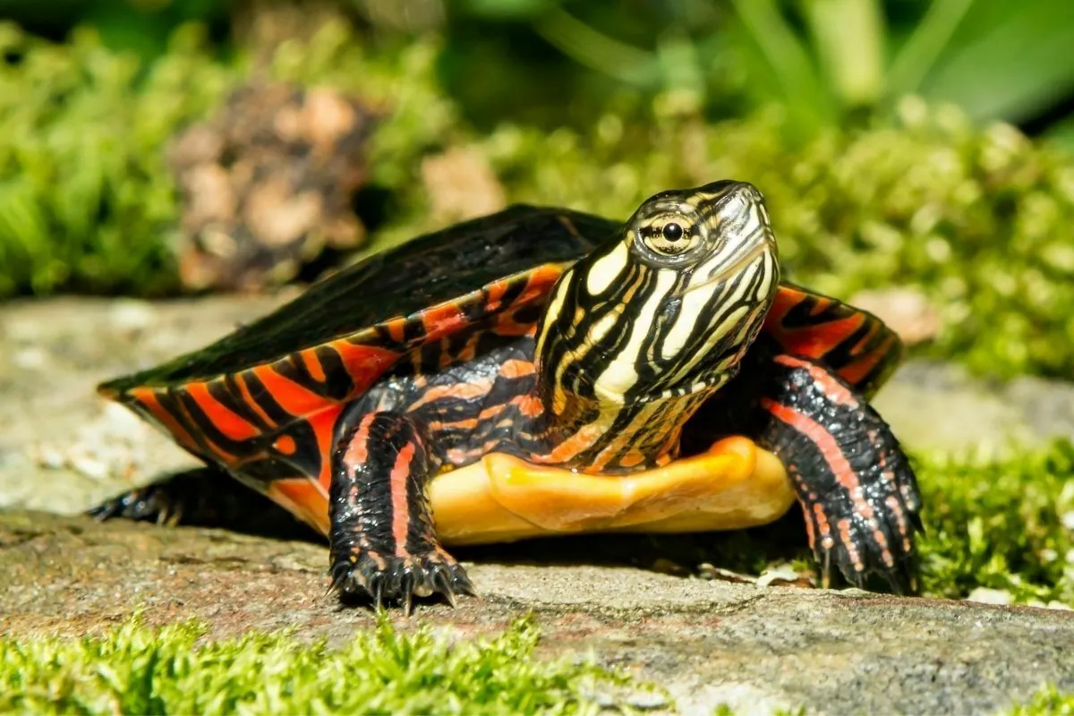 Turtles